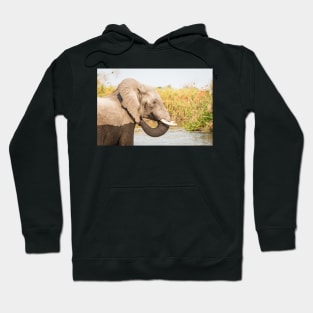 African Bush Elephant Feeding In River Hoodie